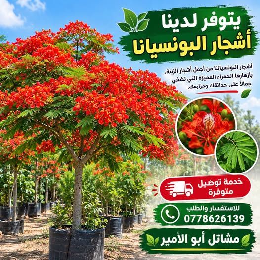 أشجار البونسيانا الحمراء
