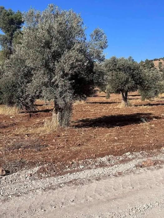 Half-Dunam Land Plot in Al-Munaifah, East Jerash