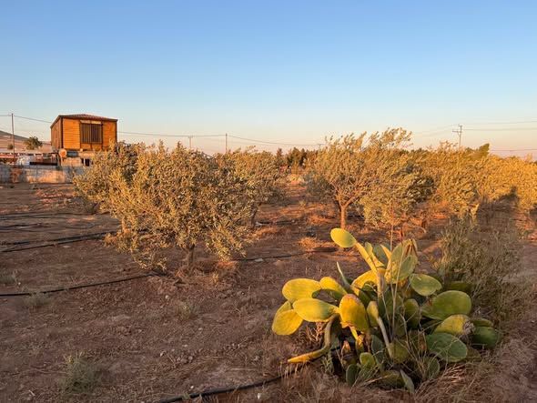 6-Dunam Farm — Jordan (5)