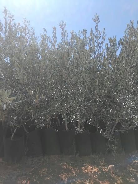 شتلة زيتون بلدي مركب — الأردن (2)