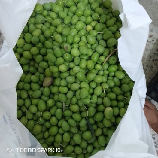 زيتون أخضر