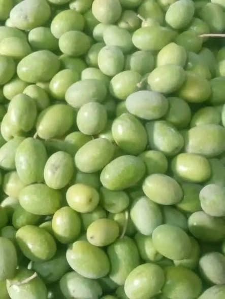 زيتون أخضر نبالي وزيت زيتون بلدي — الأردن (3)