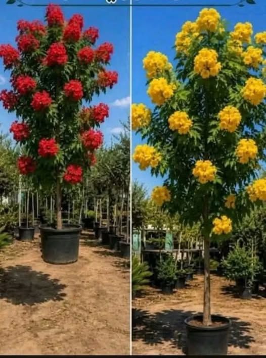 أشجار تكوما صفراء وحمراء