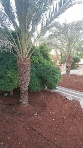 مزرعة مثمرة 190 دونم مع 3 فلل في المفرق — المفرق، الأردن (4)